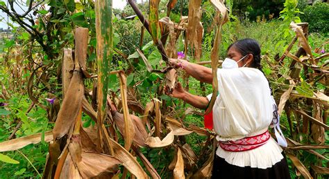 La Révolte de la Milpa au IIIème siècle: Une Explosion Sociale face à l'Expansion Maya et aux Tensions Agricoles